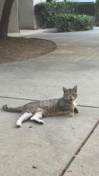 Found/Stray Male Cat last seen Boynton, San Jose, CA 95117