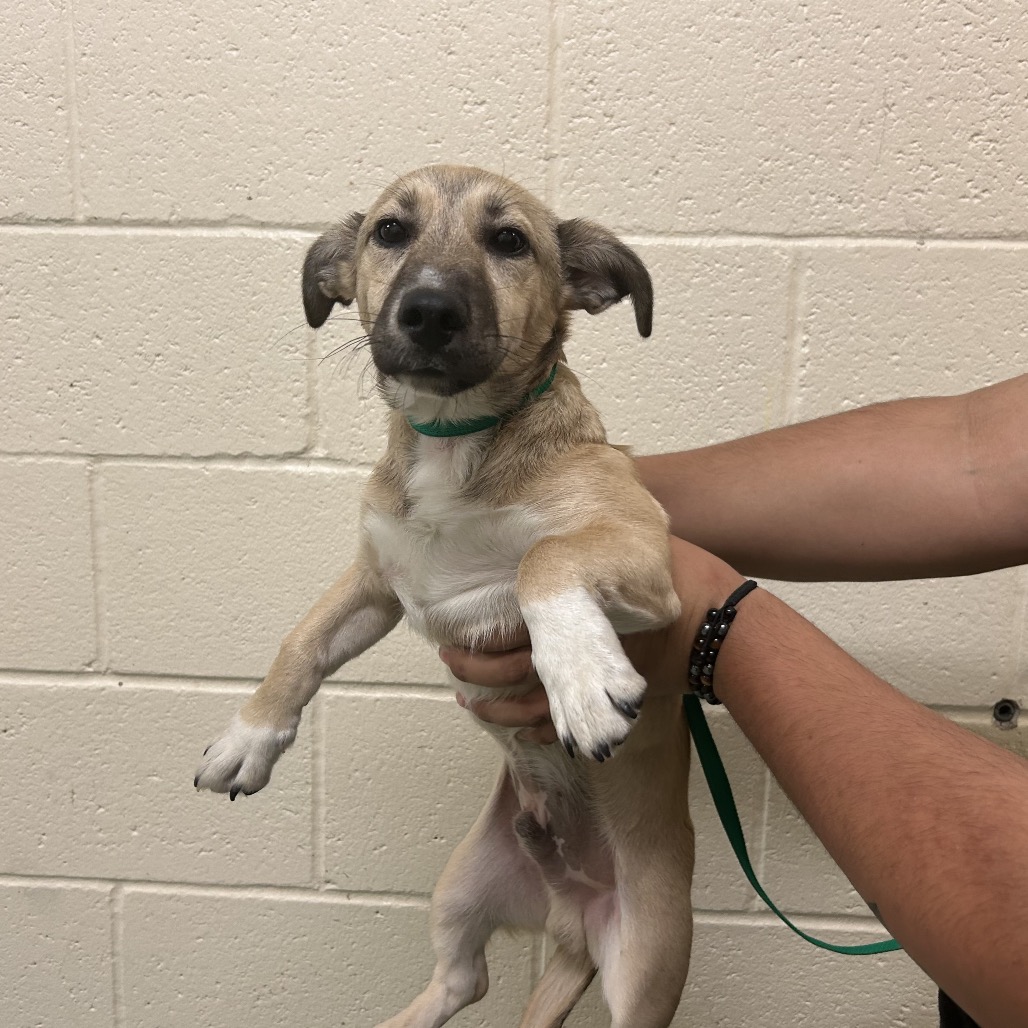 Shelter Stray Male Dog last seen , Memphis, TN 38133