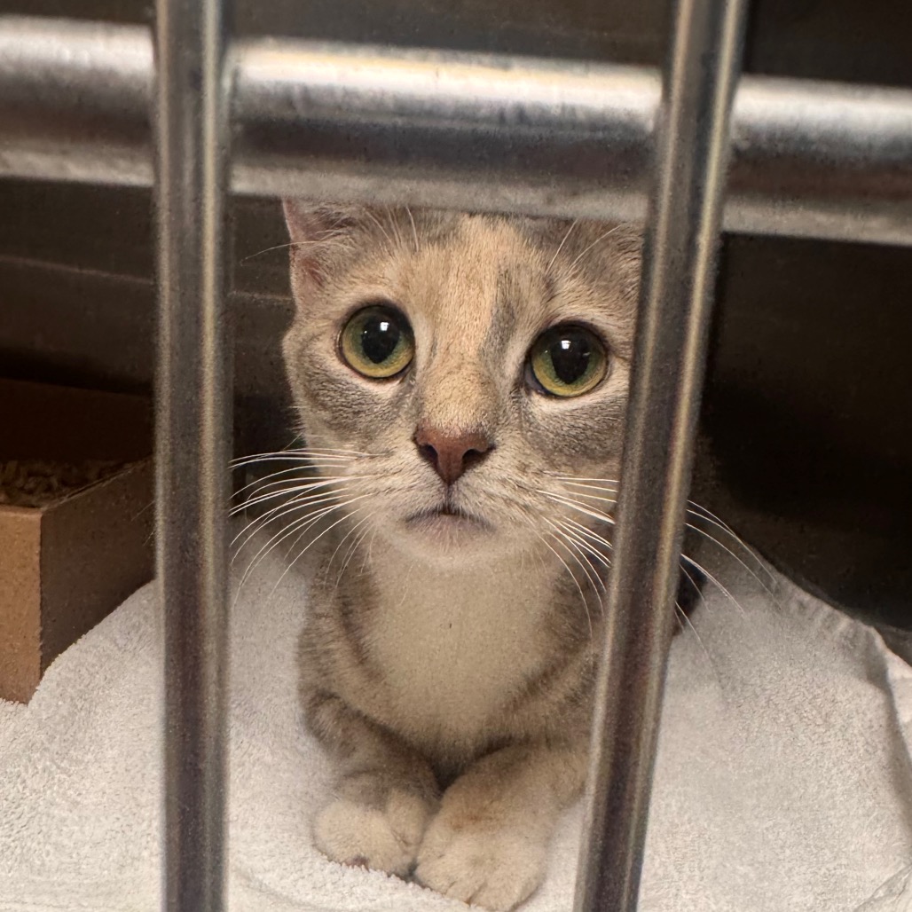 Shelter Stray Female Cat last seen , Philadelphia, PA 19140