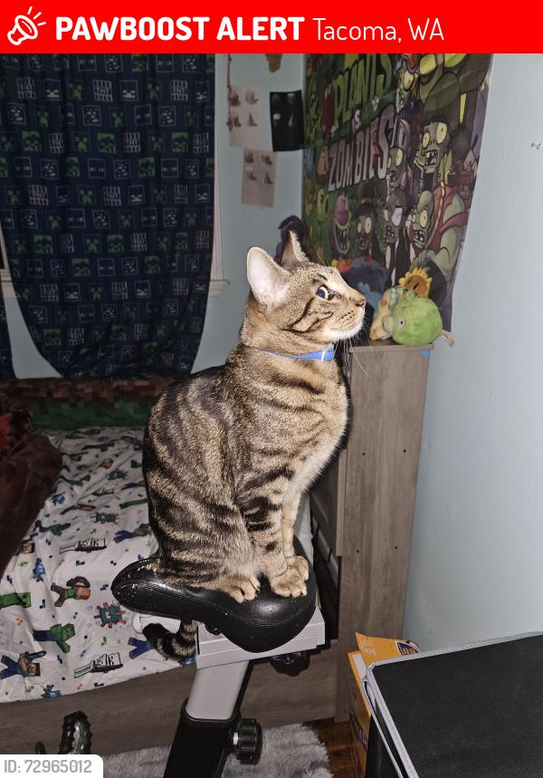 Lost Female Cat last seen 101-109 S 64th St, 6403-6401 E McKinley Ave, E McKinley, 5600 Pacific Ave, Tacoma, WA 98404