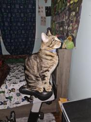 Lost Female Cat last seen 101-109 S 64th St, 6403-6401 E McKinley Ave, E McKinley, 5600 Pacific Ave, Tacoma, WA 98404