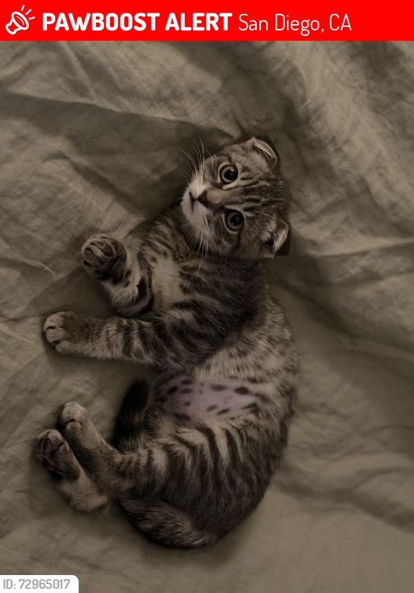 Lost Female Cat last seen Camino Del Sur and Carmel Mountain Road, San Diego, CA 92129