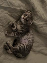 Lost Female Cat last seen Camino Del Sur and Carmel Mountain Road, San Diego, CA 92129