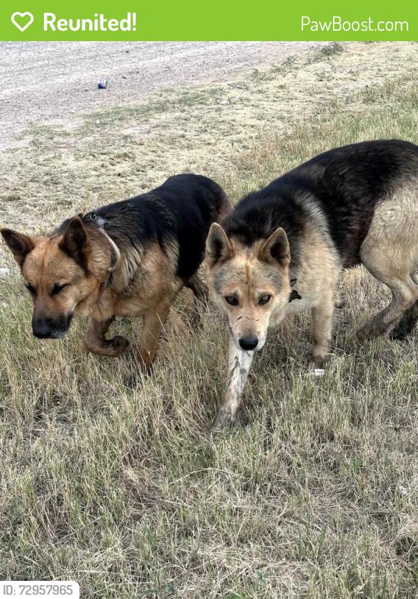 Reunited Male Dog last seen Washington Park in Midland, TX, Midland, TX 79701