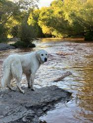 Lost Female Dog last seen Walmart at woodlands plaza, Flagstaff, AZ 86001