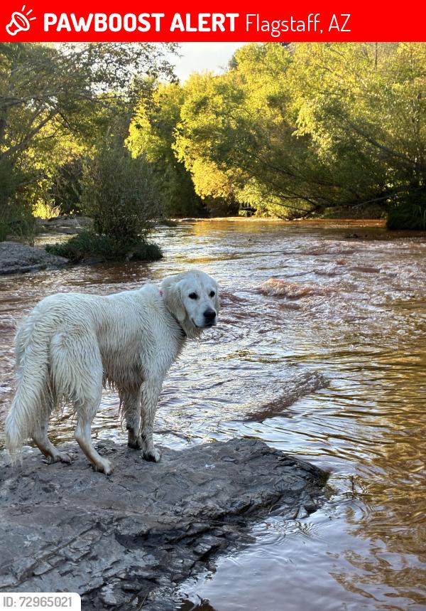 Lost Female Dog last seen Walmart at woodlands plaza, Flagstaff, AZ 86001