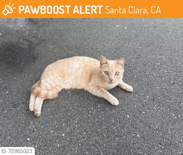 Found/Stray Female Cat last seen Near el Camino real Santa Clara , Santa Clara, CA 95051
