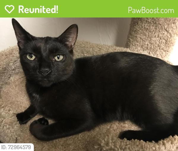 Reunited Female Cat last seen Addison Lane Apts, Gainesville, FL 32607