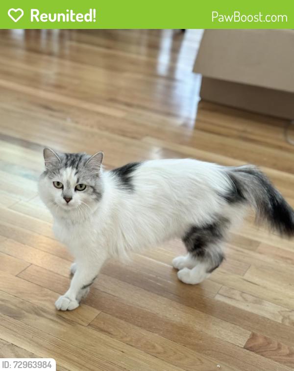 Reunited Female Cat last seen Greiger Grade and Veteran's Pkwy, Reno, NV 89521