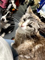 Lost Female Cat last seen hillside & sherwood, Crystal Lake, IL 60012