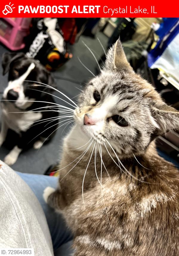 Lost Female Cat last seen hillside & sherwood, Crystal Lake, IL 60012