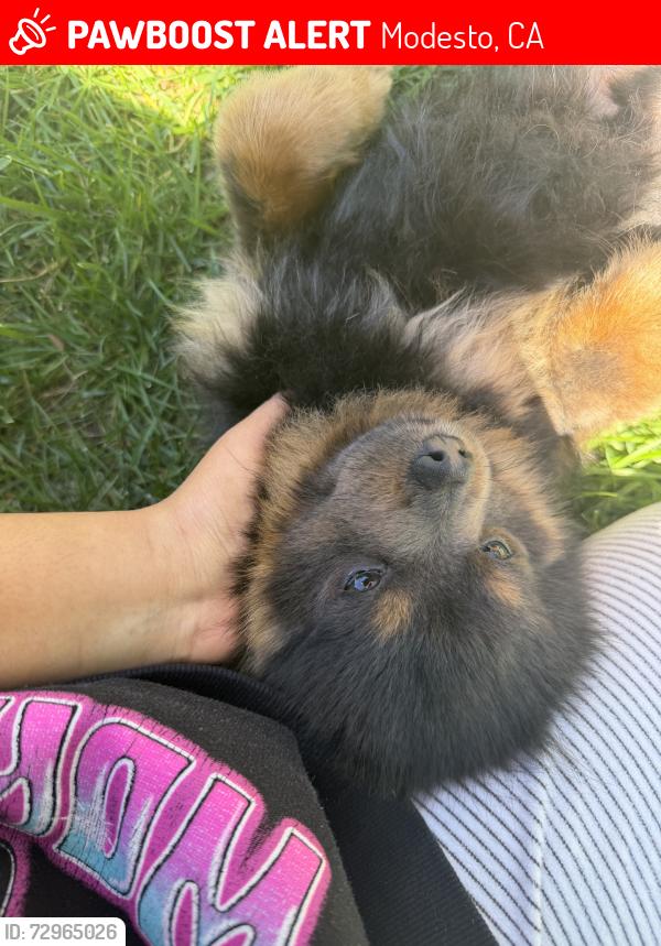 Lost Male Dog last seen Near ribier ave modesto california, Modesto, CA 95350