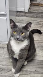 Lost Male Cat last seen Civic Center Dr and Coolidge Ave., National City, CA 91950