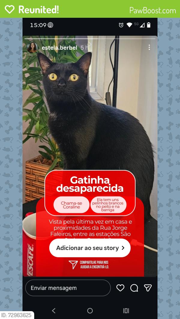 Reunited Female Cat last seen Rua Jorge Faleiros número 98, Jabaquara, SP 04342-110
