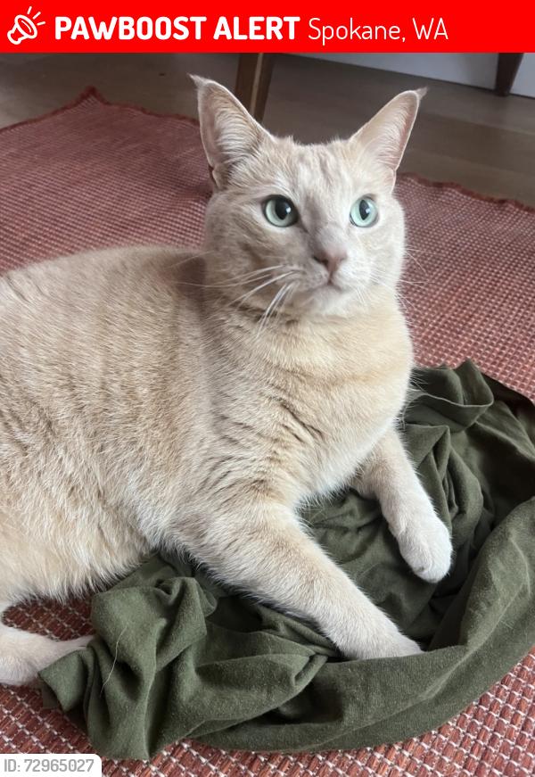 Lost Male Cat last seen Near N Lindeke St, Spokane, WA 99205