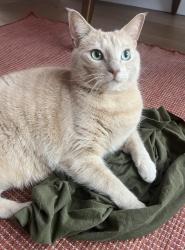 Lost Male Cat last seen Near N Lindeke St, Spokane, WA 99205
