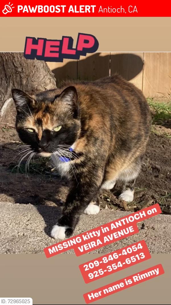 Lost Female Cat last seen Viera Ave Antioch CA, Antioch, CA 94509