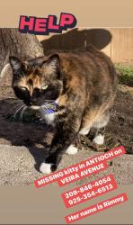 Lost Female Cat last seen Viera Ave Antioch CA, Antioch, CA 94509