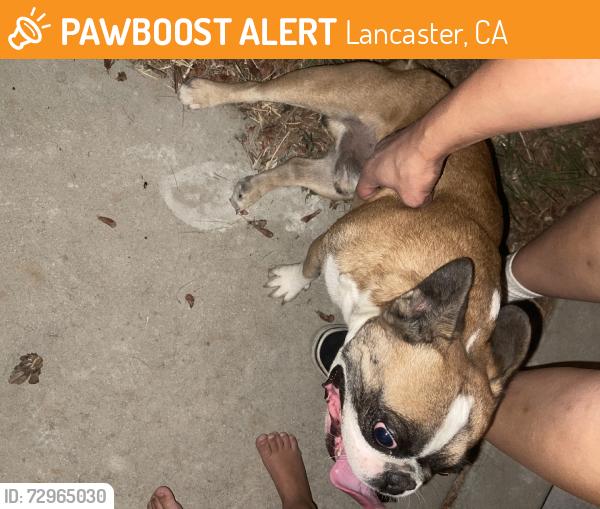 Found/Stray Male Dog last seen Desert view elementary school, Lancaster, CA 93534