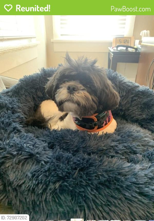 Reunited Male Dog last seen East Ashby Pl. & McCullough Ave, San Antonio, TX 78212