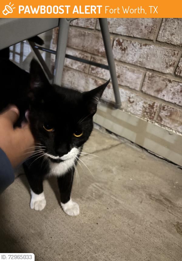 Found/Stray Unknown Cat last seen Shalako dr, Fort Worth, TX 76102