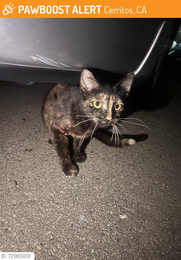 Found/Stray Unknown Cat last seen Le Belle Chateau Mobile Home Park, Cerritos, CA 90703