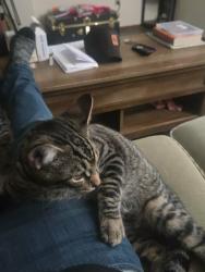 Lost Male Cat last seen 188th St E & 38th Ave E, Tacoma, WA 98446