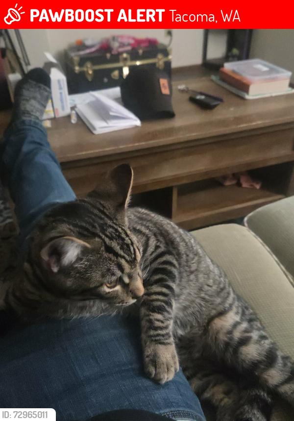 Lost Male Cat last seen 188th St E & 38th Ave E, Tacoma, WA 98446