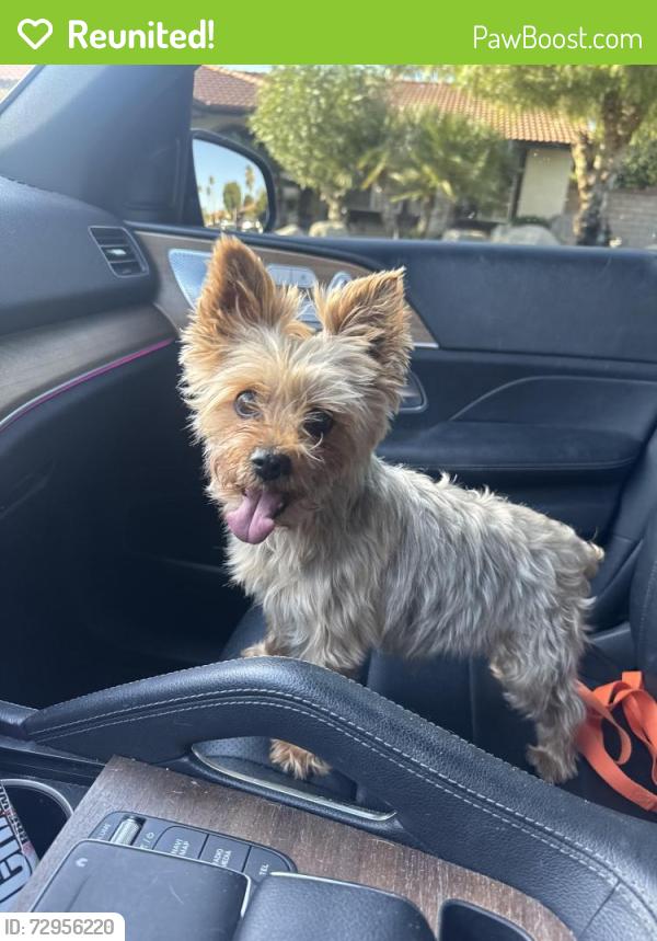Reunited Male Dog last seen San Pasqual, Palm Desert, CA 92260