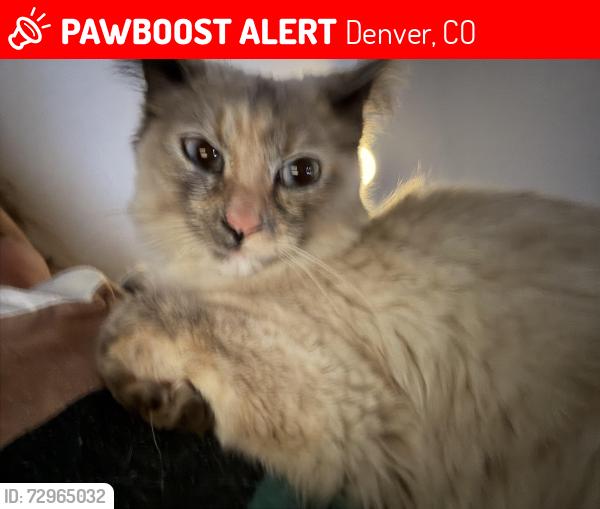 Lost Female Cat last seen Quebec and illiff , Denver, CO 80224