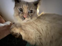 Lost Female Cat last seen Quebec and illiff , Denver, CO 80224