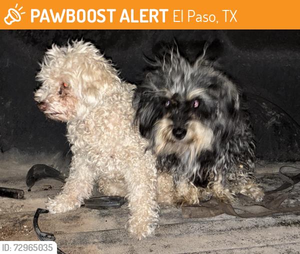 Found/Stray Female Dog last seen Rib Hut, El Paso, TX 79938
