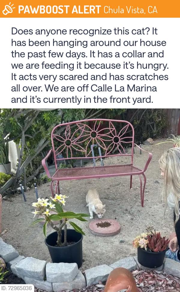 Found/Stray Male Cat last seen Calle La Marina , Chula Vista, CA 91914