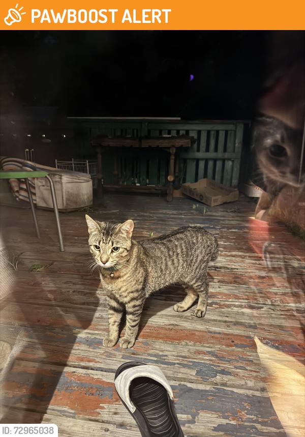 Found/Stray Male Cat last seen Hurontario, Mississauga, ON L5B 1R2
