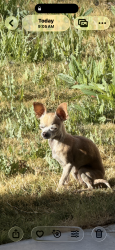 Lost Female Dog last seen Cloud Croft , Las Cruces, NM 88011