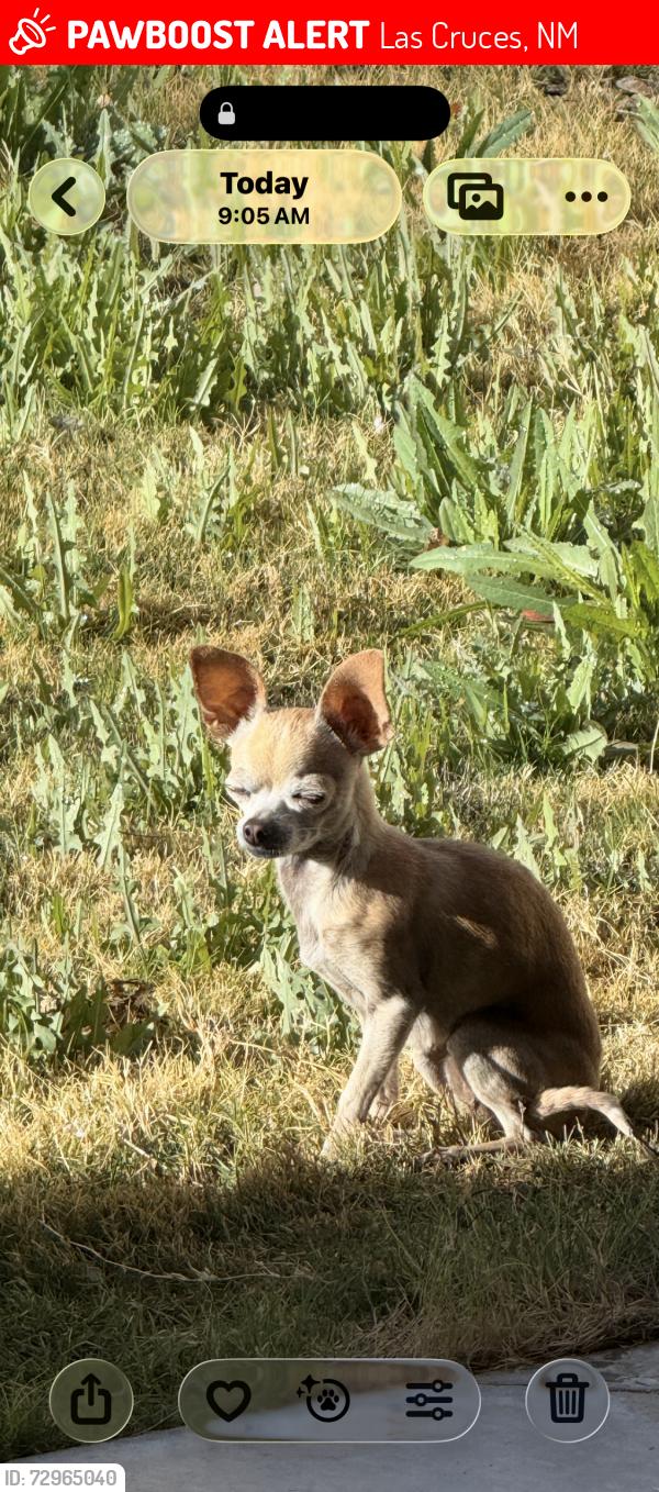 Lost Female Dog last seen Cloud Croft , Las Cruces, NM 88011