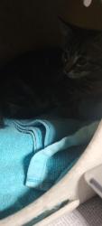 Shelter Stray Unknown Cat last seen , Chatsworth, CA 91311