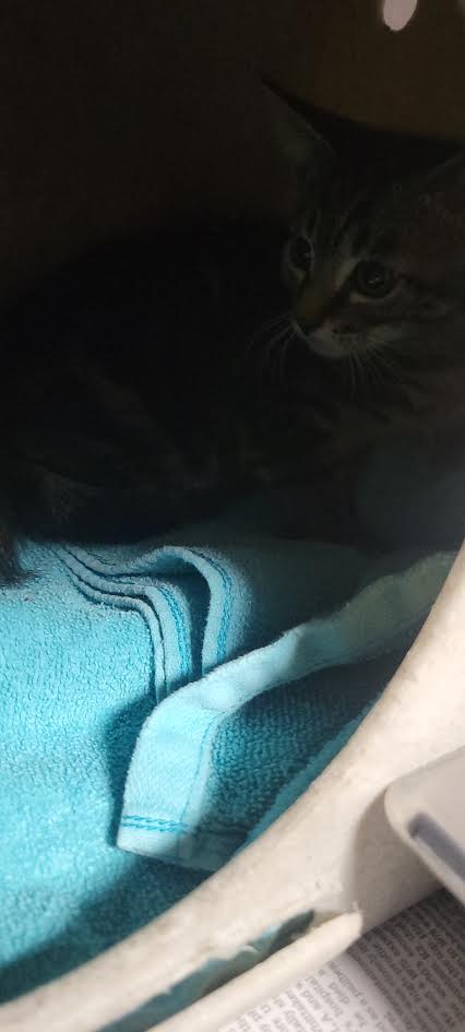 Shelter Stray Unknown Cat last seen , Chatsworth, CA 91311