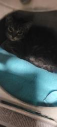 Shelter Stray Unknown Cat last seen , Chatsworth, CA 91311