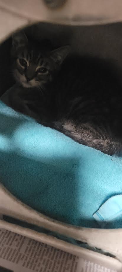 Shelter Stray Unknown Cat last seen , Chatsworth, CA 91311