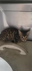 Shelter Stray Unknown Cat last seen , Chatsworth, CA 91311