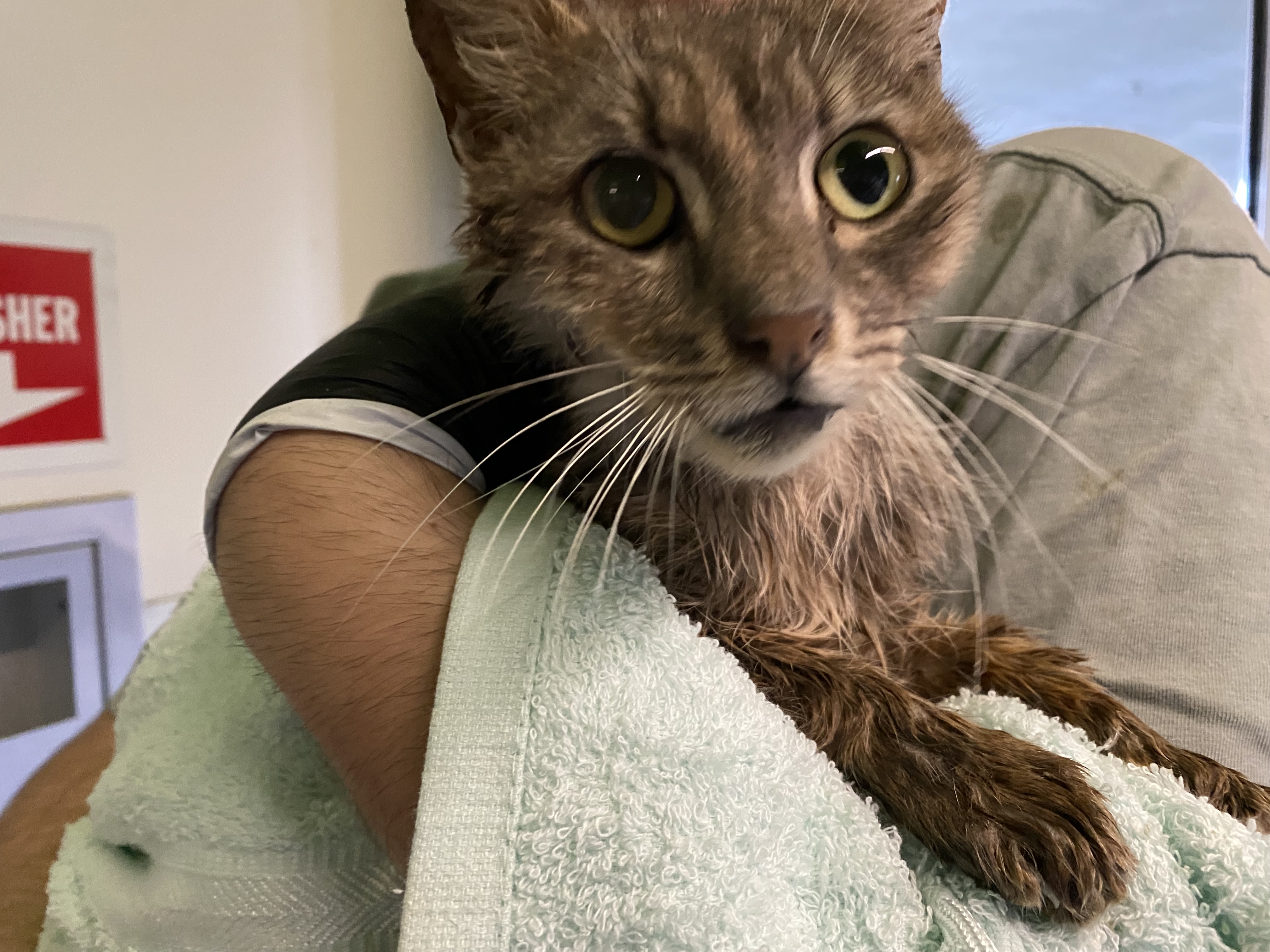 Shelter Stray Unknown Cat last seen , Los Angeles, CA 90047