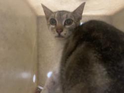 Shelter Stray Unknown Cat last seen , Los Angeles, CA 90047