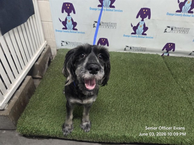 Shelter Stray Female Dog last seen , Orlando, FL 32839