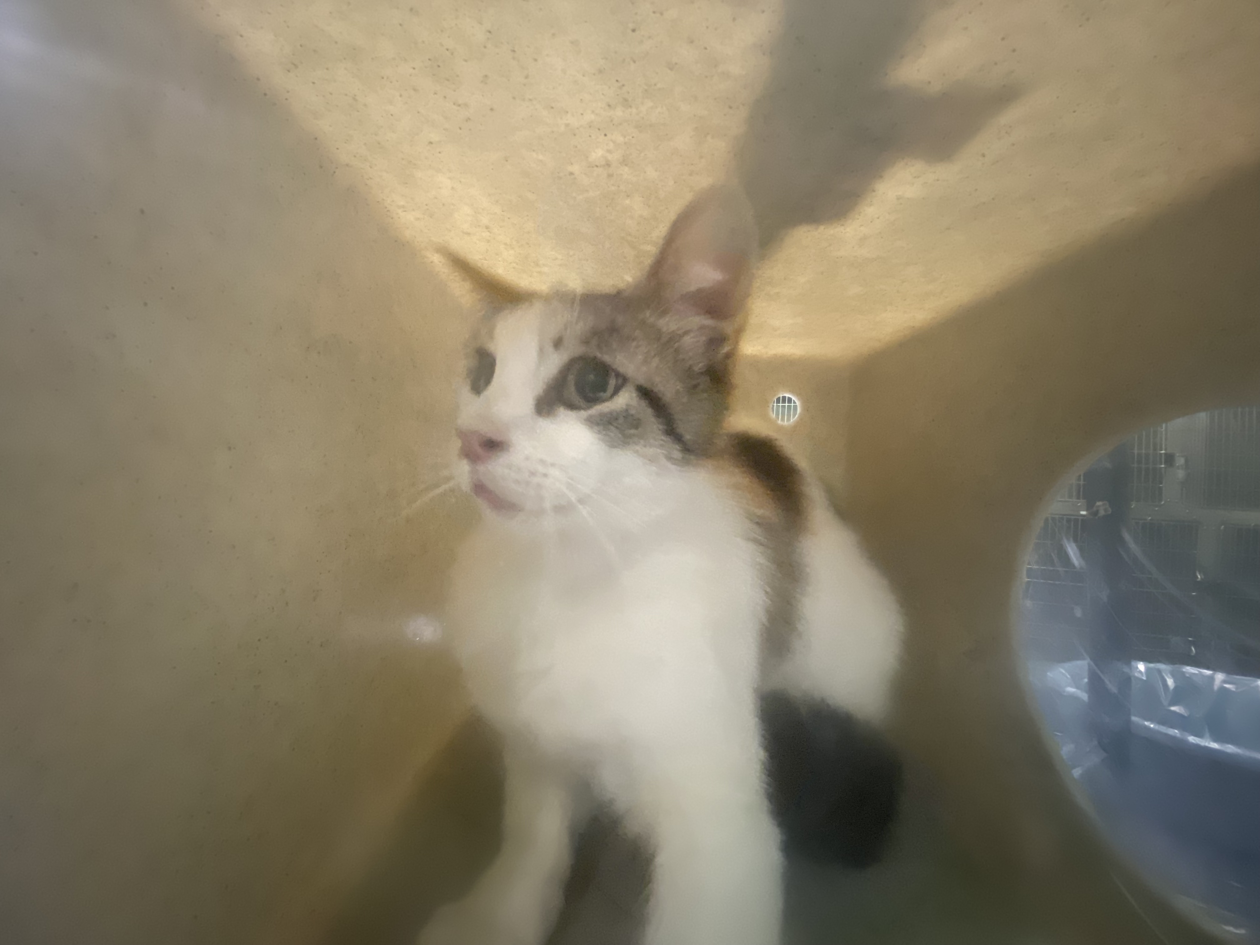 Shelter Stray Unknown Cat last seen , Los Angeles, CA 90047
