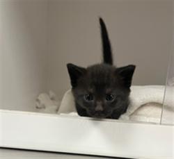 Shelter Stray Unknown Cat last seen , Los Angeles, CA 91405