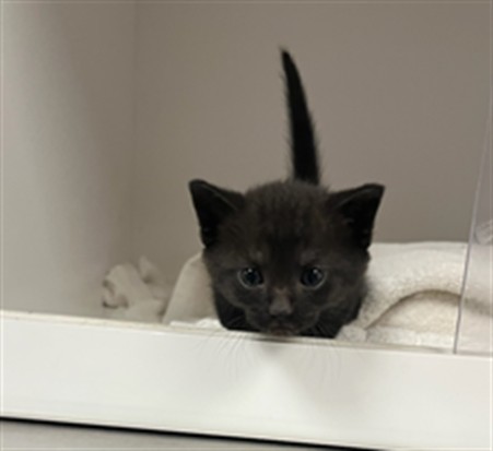 Shelter Stray Unknown Cat last seen , Los Angeles, CA 91405