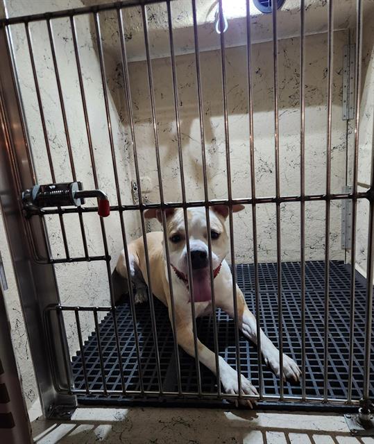 Shelter Stray Female Dog last seen Near BLOCK BOULDER HWY, LAS VEGAS NV 89121, Las Vegas, NV 89101