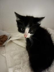 Shelter Stray Unknown Cat last seen , Los Angeles, CA 91405