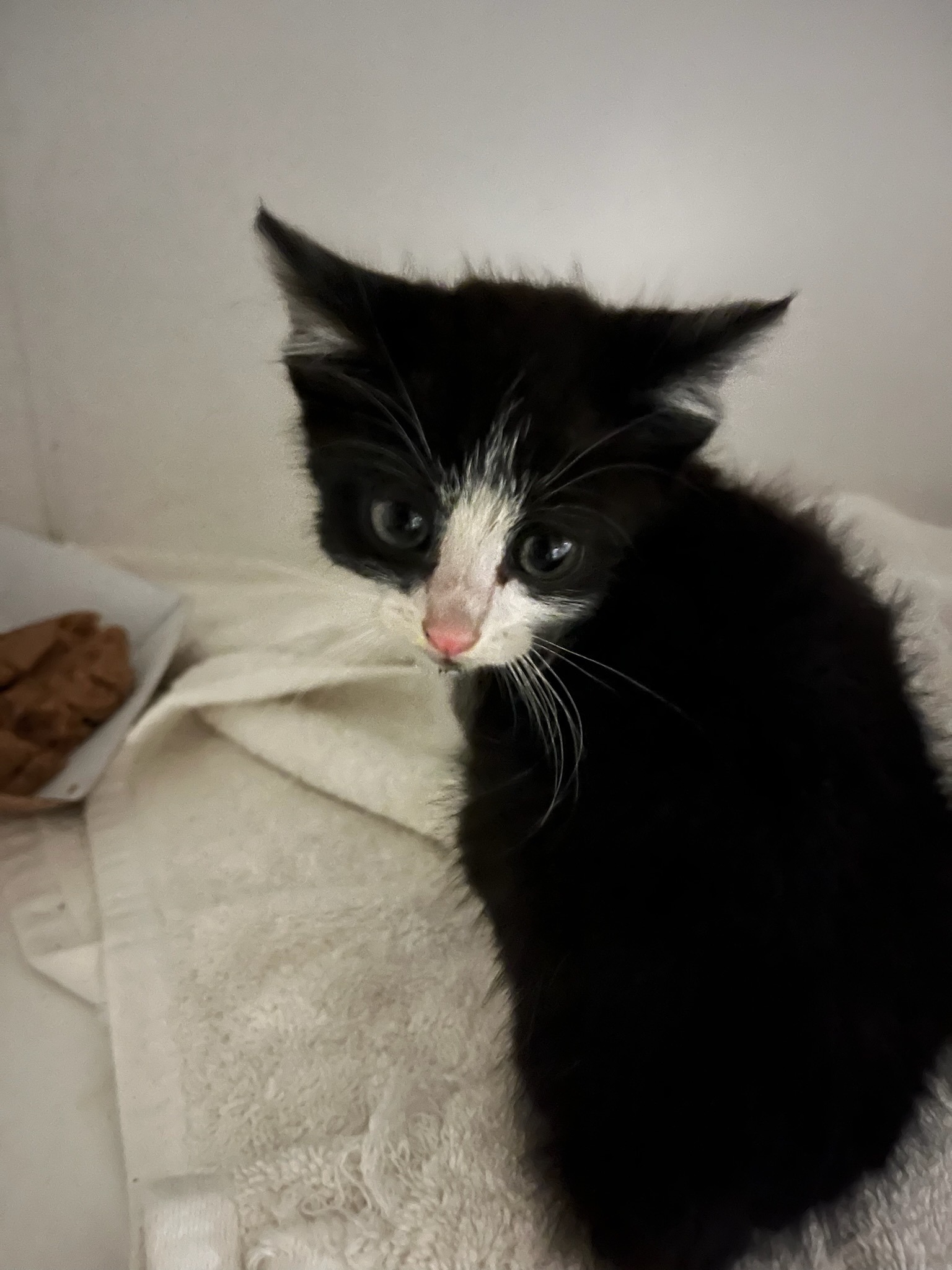 Shelter Stray Unknown Cat last seen , Los Angeles, CA 91405